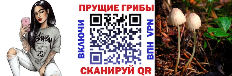 mega вход Мураши Псилоцибиновые грибы Psilocybe